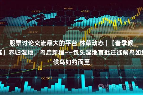 股票讨论交流最大的平台 林草动态 | 【春季候鸟迁徙】春归湿地,鸟启新程——包头湿地首批迁徙候鸟如约而至